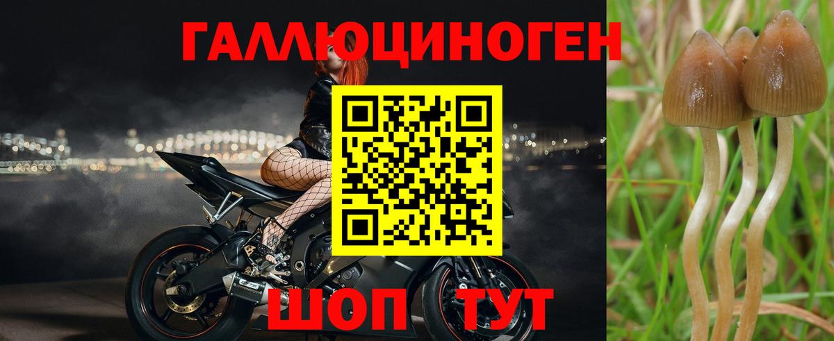 Галлюциногенные грибы мицелий  Вход с VPN  Галлюциногенные грибы прущие грибы  Новоалександровск 